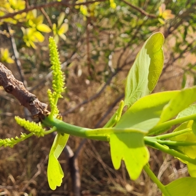 Unidentified Other Shrub at Cable Beach, WA - 11 Sep 2024 by Mike