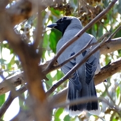 Coracina novaehollandiae (Black-faced Cuckooshrike) at Strathnairn, ACT - 10 Sep 2024 by Kurt