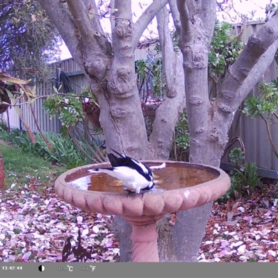 Grallina cyanoleuca (Magpie-lark) at North Albury, NSW - 9 Sep 2024 by Darcy