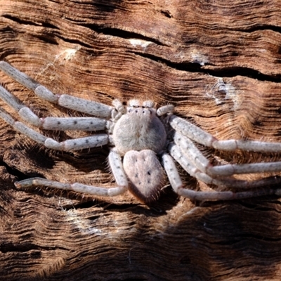 Isopeda canberrana (Canberra Huntsman Spider) at Whitlam, ACT - 3 Sep 2024 by Kurt