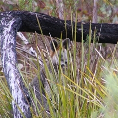 Wallabia bicolor at Tharwa, ACT - 11 Sep 2024 10:21 AM