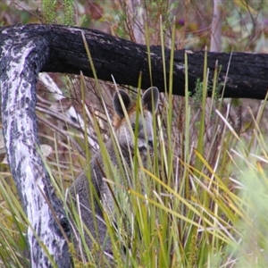 Wallabia bicolor at Tharwa, ACT - 11 Sep 2024 10:21 AM