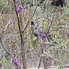 Wallabia bicolor at Tharwa, ACT - 11 Sep 2024 10:21 AM