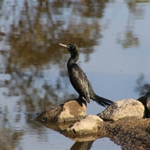 Phalacrocorax sulcirostris at Tharwa, ACT - 11 Sep 2024