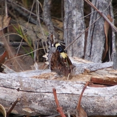 Vanessa itea (Yellow Admiral) at Tharwa, ACT - 11 Sep 2024 by MB