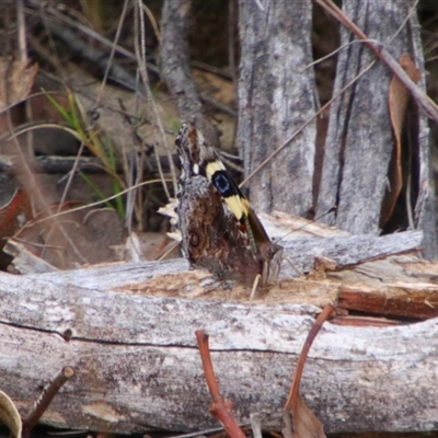 Vanessa itea (Yellow Admiral) at Tharwa, ACT - 11 Sep 2024 by MB