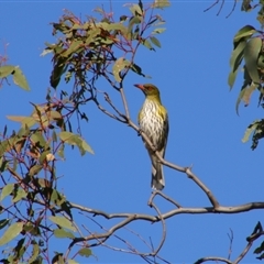 Oriolus sagittatus (Olive-backed Oriole) at Tharwa, ACT - 10 Sep 2024 by MB