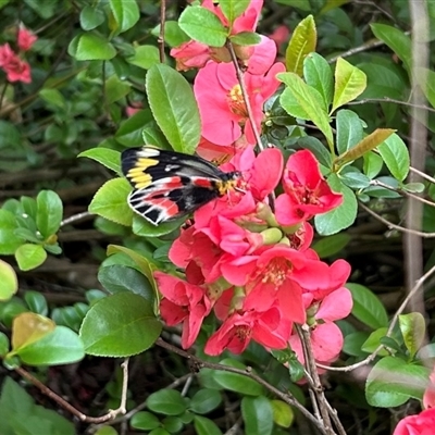 Delias harpalyce (Imperial Jezebel) at Braidwood, NSW - 11 Sep 2024 by stellabellaxx