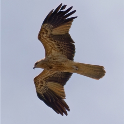 Haliastur sphenurus (Whistling Kite) at Fyshwick, ACT - 4 Sep 2024 by RomanSoroka