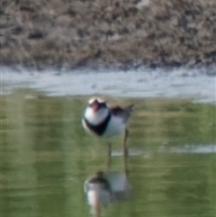 Charadrius melanops (Black-fronted Dotterel) at Fyshwick, ACT - 3 Sep 2024 by RomanSoroka