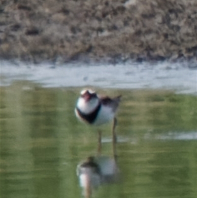 Charadrius melanops (Black-fronted Dotterel) at Fyshwick, ACT - 4 Sep 2024 by RomanSoroka