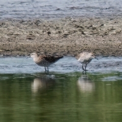 Calidris acuminata (Sharp-tailed Sandpiper) at Fyshwick, ACT - 3 Sep 2024 by RomanSoroka