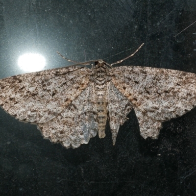 Ectropis fractaria (Ringed Bark Moth) at Freshwater Creek, VIC - 12 Jun 2021 by WendyEM