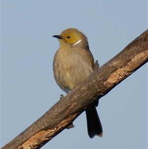 Ptilotula penicillata at Fyshwick, ACT - 3 Sep 2024