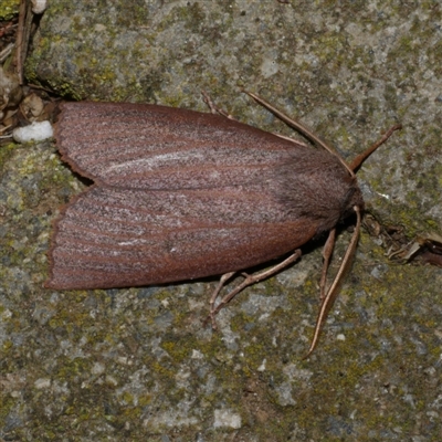 Paralaea porphyrinaria (Chestnut Vein Crest Moth) at Freshwater Creek, VIC - 12 Jun 2021 by WendyEM