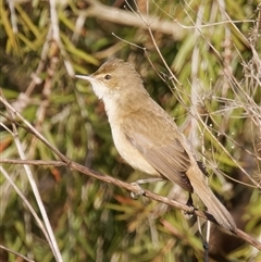 Acrocephalus australis (Australian Reed-Warbler) at Fyshwick, ACT - 3 Sep 2024 by RomanSoroka