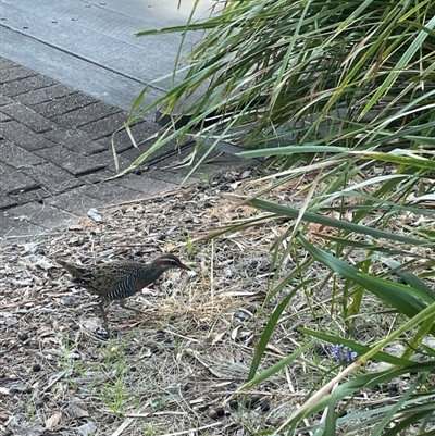 Gallirallus philippensis (Buff-banded Rail) at Keiraville, NSW - 11 Sep 2024 by ellenc