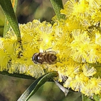 Syrphidae (family) (Unidentified Hover fly) at Yarralumla, ACT - 10 Sep 2024 by galah681