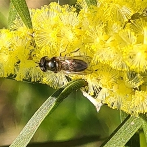 Syrphidae (family) at Yarralumla, ACT - 10 Sep 2024 04:01 PM