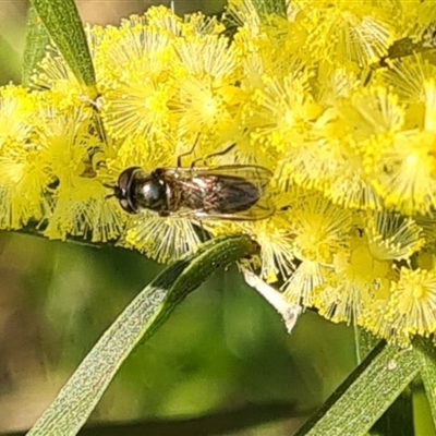 Syrphidae (family) (Unidentified Hover fly) at Yarralumla, ACT - 10 Sep 2024 by galah681