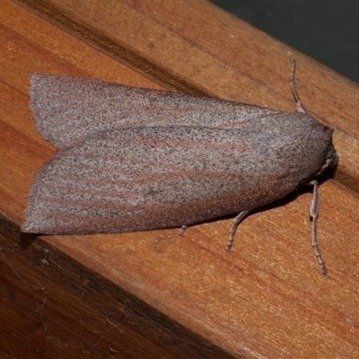 Paralaea porphyrinaria (Chestnut Vein Crest Moth) at Freshwater Creek, VIC - 6 Jun 2021 by WendyEM