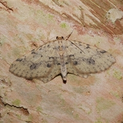 Poecilasthena scoliota (A Geometer moth (Larentiinae)) at Freshwater Creek, VIC - 21 Jun 2021 by WendyEM