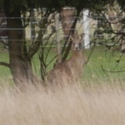 Macropus giganteus (Eastern Grey Kangaroo) at Freshwater Creek, VIC - 18 Jun 2021 by WendyEM