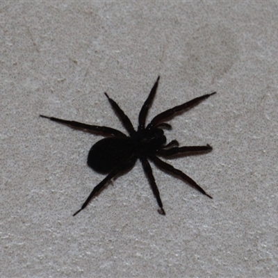 Unidentified Spider at Currowan, NSW - 27 May 2024 by UserCqoIFqhZ