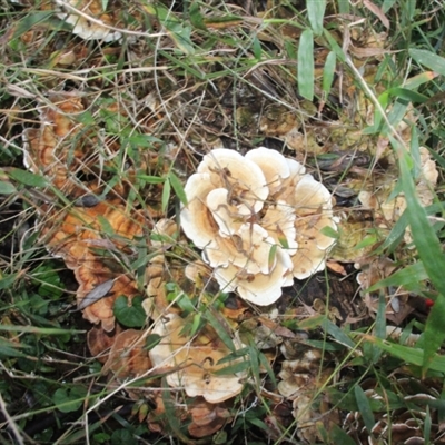 Trametes versicolor (Turkey Tail) at Currowan, NSW - 13 Sep 2024 by UserCqoIFqhZ