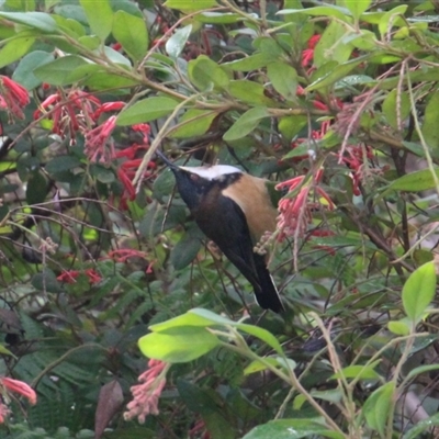 Acanthorhynchus tenuirostris (Eastern Spinebill) at Currowan, NSW - 13 Jun 2024 by UserCqoIFqhZ