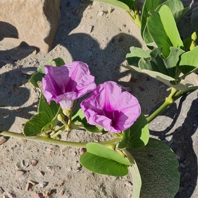 Ipomoea pes-caprae (Beach Morning Glory) at Cable Beach, WA - 11 Sep 2024 by Mike