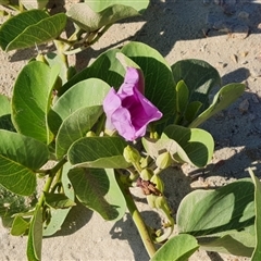 Ipomoea pes-caprae at Cable Beach, WA - 11 Sep 2024 05:23 PM