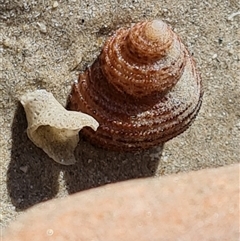 Unidentified Sea Snail or Limpet (Gastropoda) at Cable Beach, WA - 11 Sep 2024 by Mike