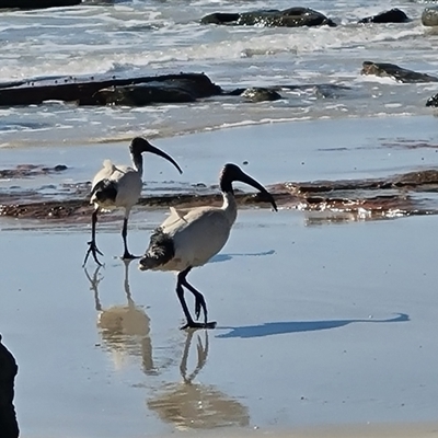 Threskiornis molucca (Australian White Ibis) at Bilingurr, WA - 11 Sep 2024 by Mike