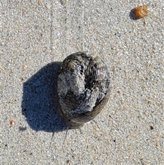 Unverified Sea Snail or Limpet (Gastropoda) at Bilingurr, WA - 11 Sep 2024 by Mike
