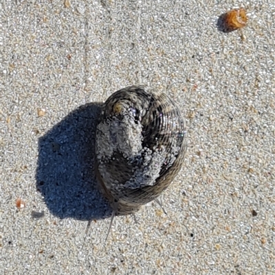Unverified Sea Snail or Limpet (Gastropoda) at Bilingurr, WA - 11 Sep 2024 by Mike