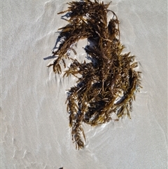 Unverified Marine Alga & Seaweed at Bilingurr, WA - 11 Sep 2024 by Mike