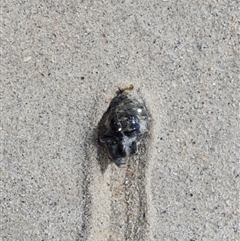 Unidentified Sea Snail or Limpet (Gastropoda) at Cable Beach, WA - 11 Sep 2024 by Mike