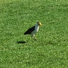 Vanellus miles (Masked Lapwing) at Cable Beach, WA - 11 Sep 2024 by Mike