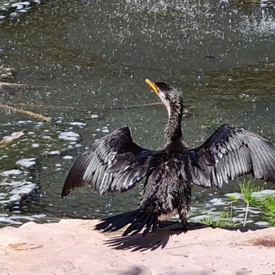 Microcarbo melanoleucos (Little Pied Cormorant) at Cable Beach, WA - 11 Sep 2024 by Mike