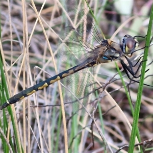 Hemicordulia tau at Goulburn, NSW - 11 Sep 2024 04:48 PM