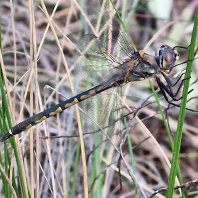 Hemicordulia tau (Tau Emerald) at Goulburn, NSW - 11 Sep 2024 by trevorpreston