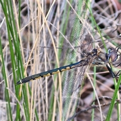 Hemicordulia tau at Goulburn, NSW - 11 Sep 2024 04:48 PM