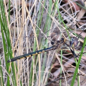 Hemicordulia tau at Goulburn, NSW - 11 Sep 2024 04:48 PM