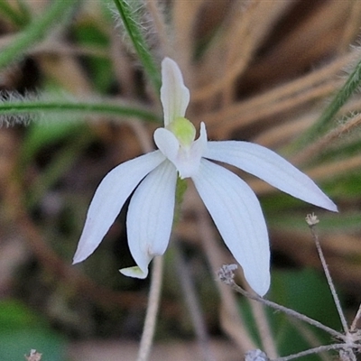 Caladenia fuscata (Dusky Fingers) at Goulburn, NSW - 11 Sep 2024 by trevorpreston