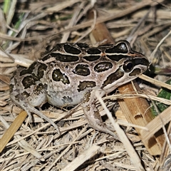 Limnodynastes tasmaniensis (Spotted Grass Frog) at Braidwood, NSW - 11 Sep 2024 by MatthewFrawley