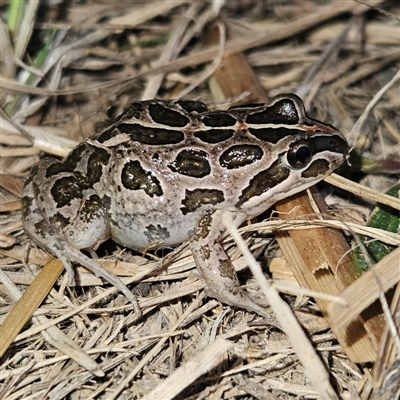 Limnodynastes tasmaniensis (Spotted Grass Frog) at Braidwood, NSW - 11 Sep 2024 by MatthewFrawley