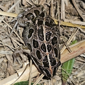 Limnodynastes tasmaniensis at Braidwood, NSW - 11 Sep 2024 05:17 PM