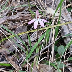 Caladenia fuscata at Goulburn, NSW - suppressed