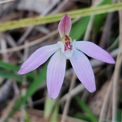 Caladenia fuscata at Goulburn, NSW - suppressed